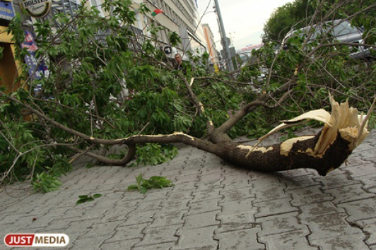 Управляющая компания выплатит почти 60 тысяч владельцу автомобиля, на который упало дерево - Фото 1