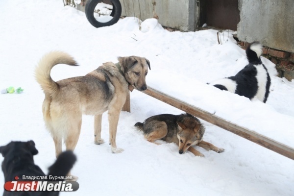 Мэрия Североуральска заплатит штраф за покусанного дикими собаками подростка - Фото 1