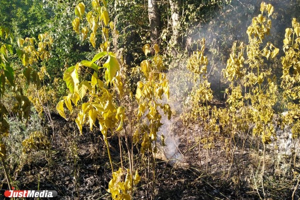 Более 80% пожаров в городах Свердловской области произошли по вине поджигателей пуха и сухой травы - Фото 1