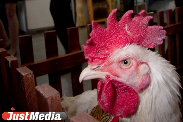 Среднеуральская птицефабрика прекращает производство - Фото 1