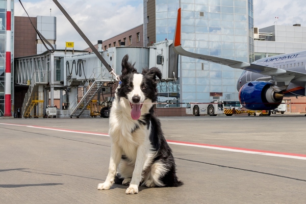 В аэропорту Кольцово появились две новые служебные собаки – лабрадор и бордер-колли  - Фото 1