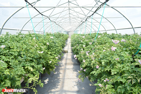 Уральские семена картофеля из теплицы помогут победить импортозамещение уже через 2-3 года - Фото 1