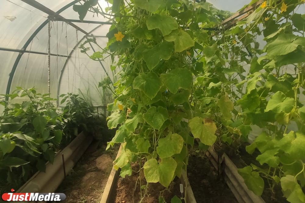 Мэр Алексей Орлов направит садоводам деньги, сэкономленные на отмененном Дне города - Фото 1