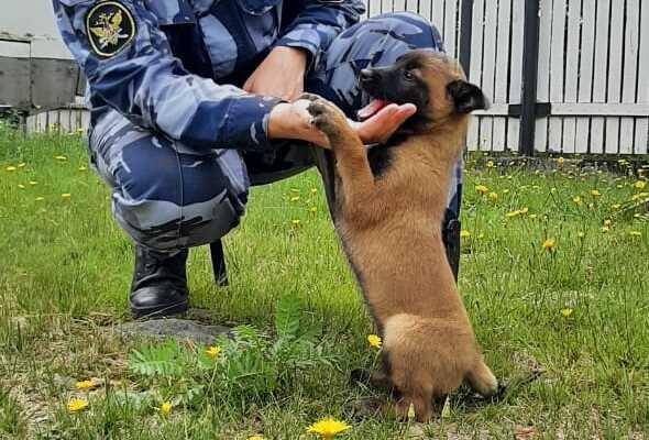 В питомнике ГУФСИН под Первоуральском начали дрессировать маленьких щенят - Фото 1