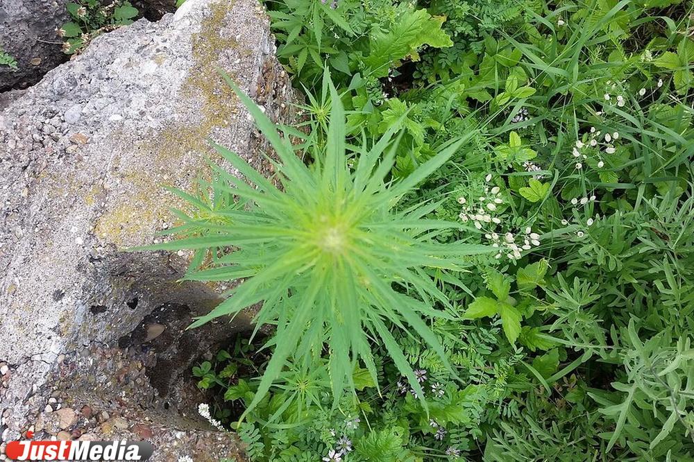 Евгений Куйвашев собрался выращивать на Урале коноплю - Фото 1