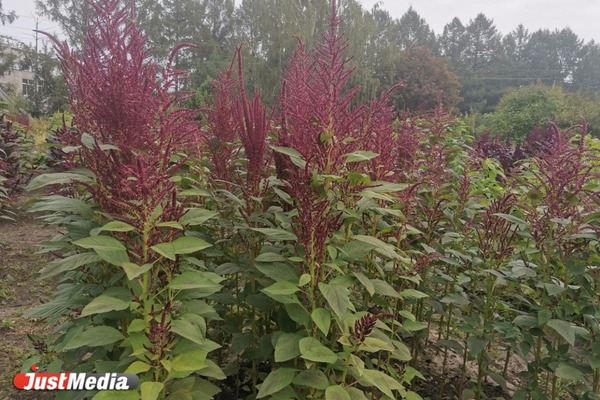 В УрФУ выращивают уникальные растения, способные остановить глобальное потепление - Фото 1