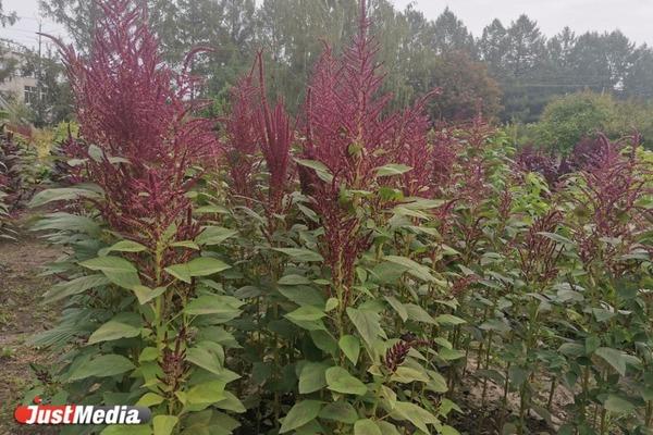 80 миллионов рублей выделят из федерального бюджета на создание карбонового полигона на Среднем  Урале - Фото 1