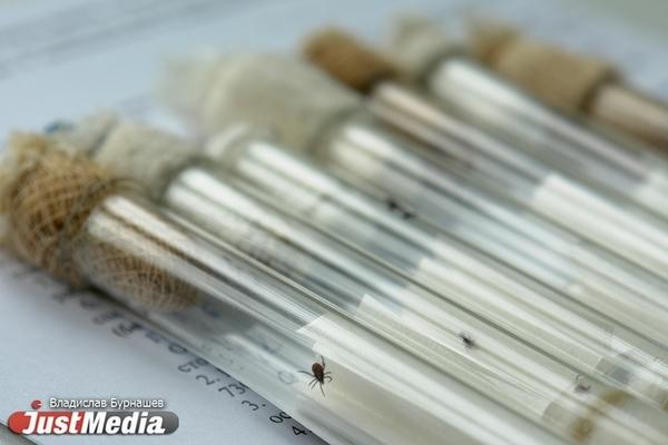 В Свердловской области зафиксировано два летальных случая от укуса клеща  - Фото 1