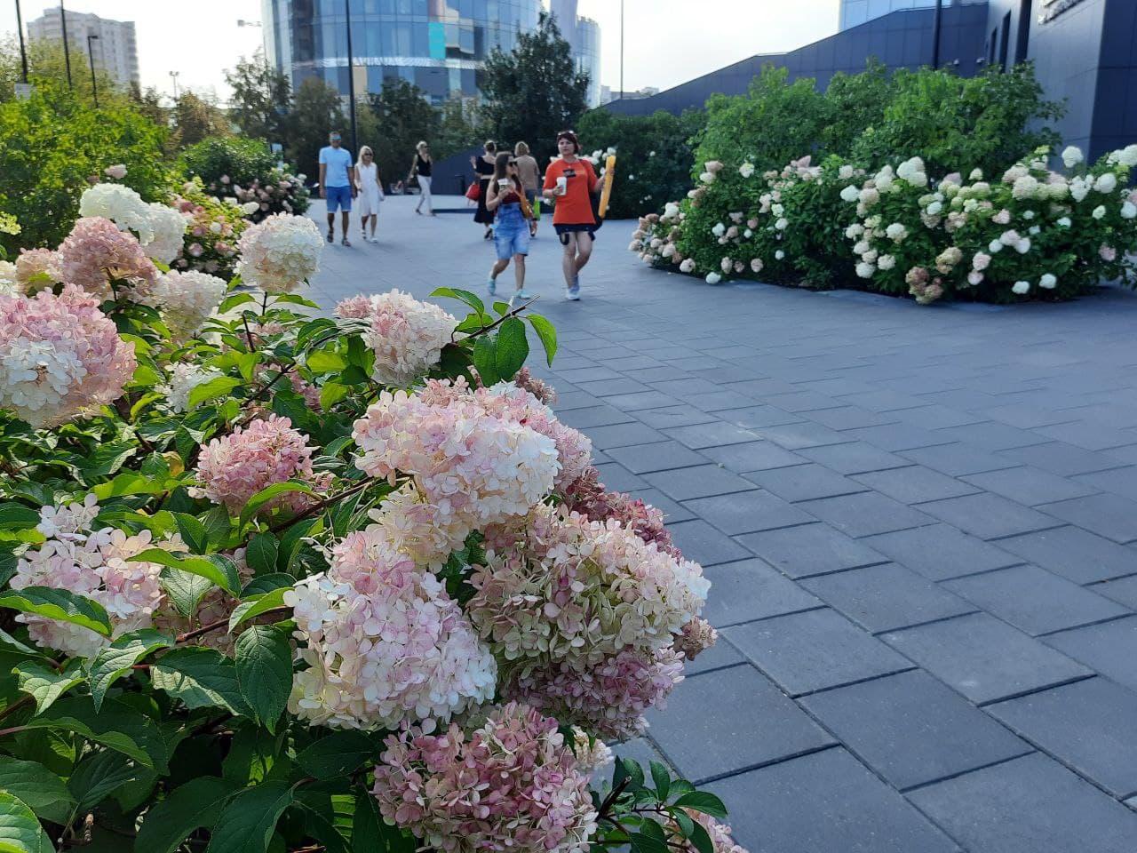 Гортензии: кому и по каким случаям дарить? - Фото 1