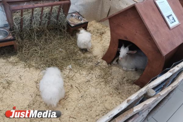 В контактном зоопарке Екатеринбурга змея укусила 5-летнюю девочку - Фото 1