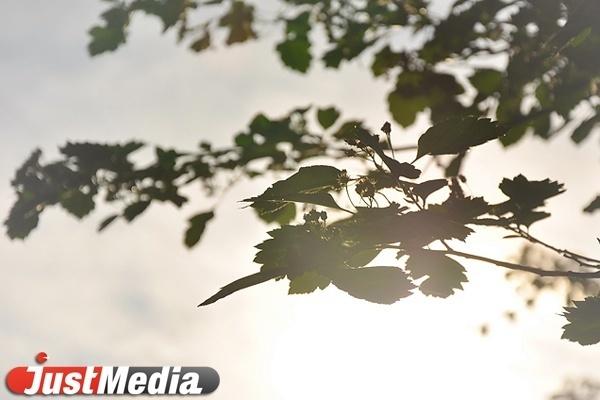 На Урале в горах пропал мужчина, отправившийся собирать шишки - Фото 1