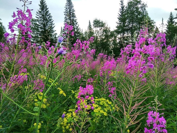 Иван-чай: польза и вред   