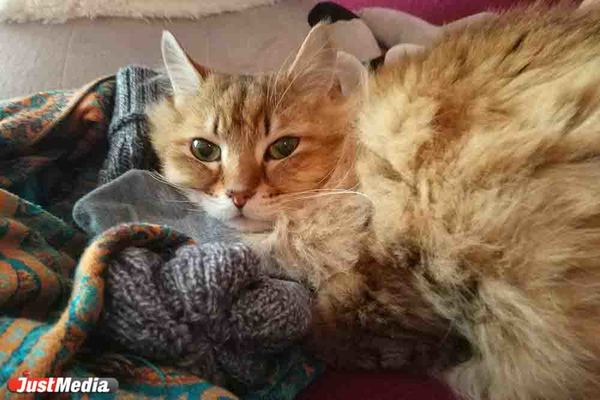 Котя: «Мяу мяу». В Екатеринбурге +3 градуса - Фото 1