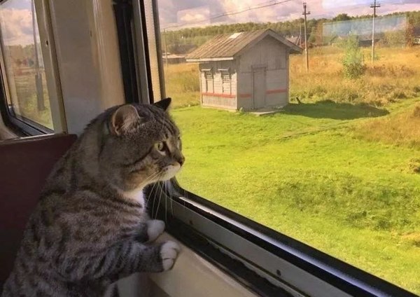 Десятки тысяч домашних питомцев перевезли электрички на СвЖД с начала года - Фото 1