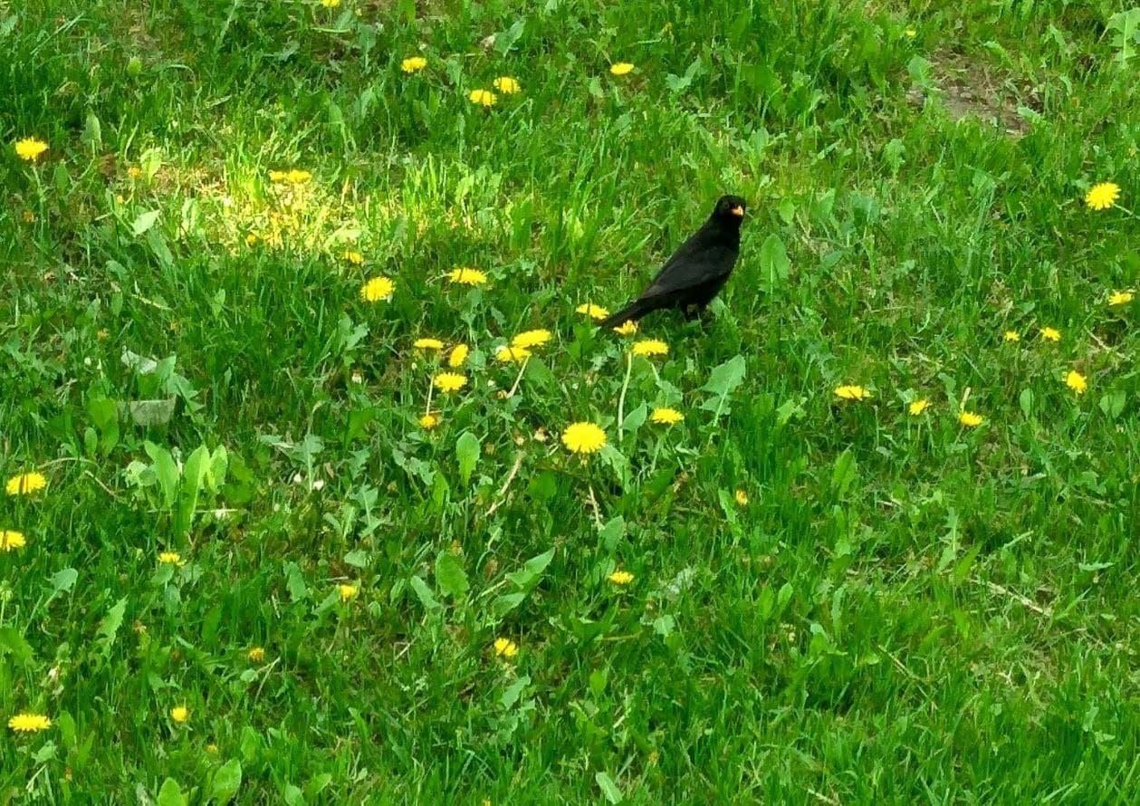 Одуванчик – это цветок или нет? - Фото 1