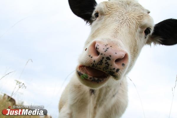 Свердловская область получит 300 млн рублей от минсельхоза на поддержку животноводства - Фото 1