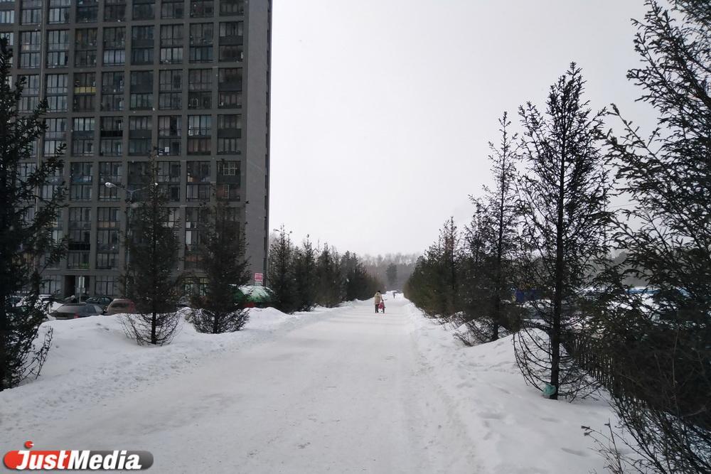 Жителям Свердловской области разрешили срубить новогоднюю елку в лесу - Фото 1