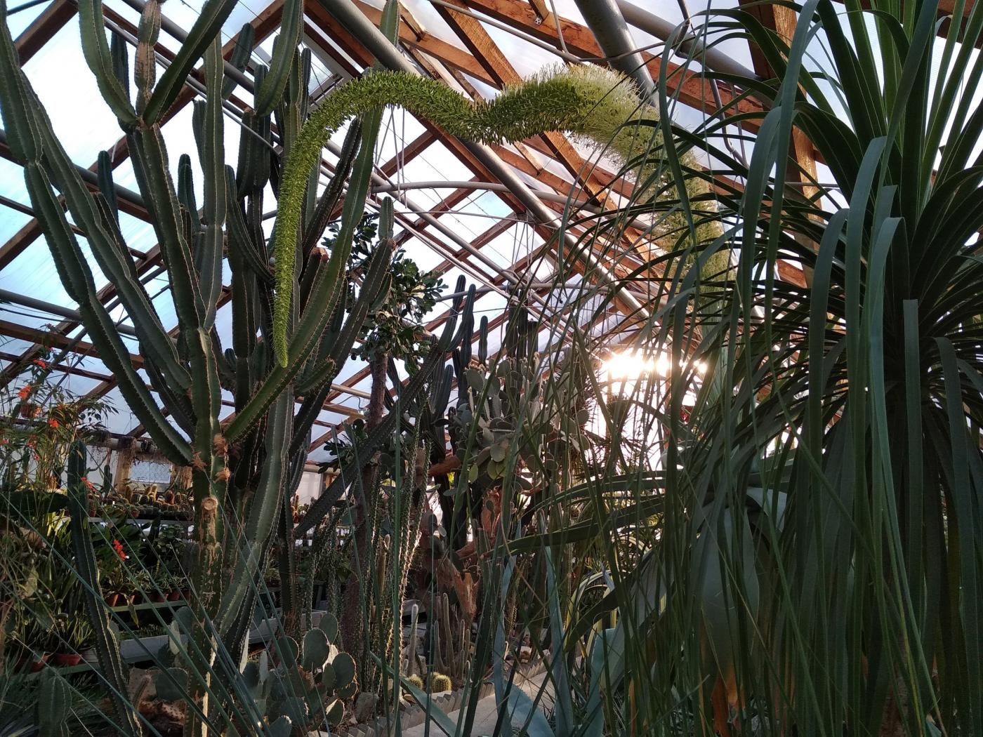 В Ботаническом саду Екатеринбурга впервые зацвела Агава утонченная - Фото 1