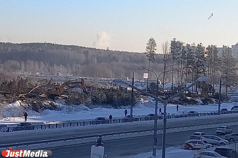В Академическом вырубили лесок с вековыми соснами - Фото 1