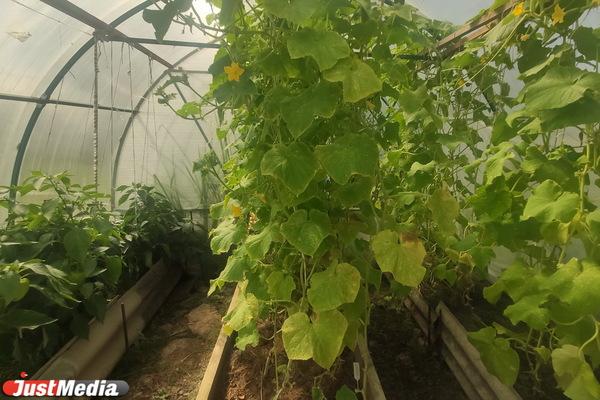 В Свердловской области могут учредить День садовода - Фото 1