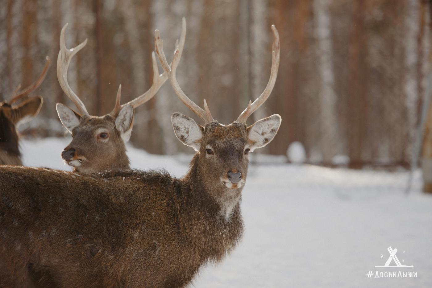 ТОП-8 мест на Урале, где можно пообщаться с животными - Фото 1