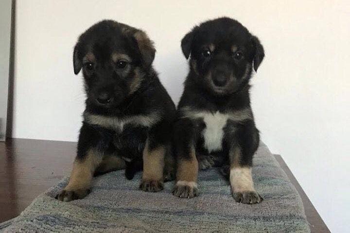 Депутат Екатеринбургской гордумы и РЭО ищут хозяев десяти щенкам-дворняжкам - Фото 1