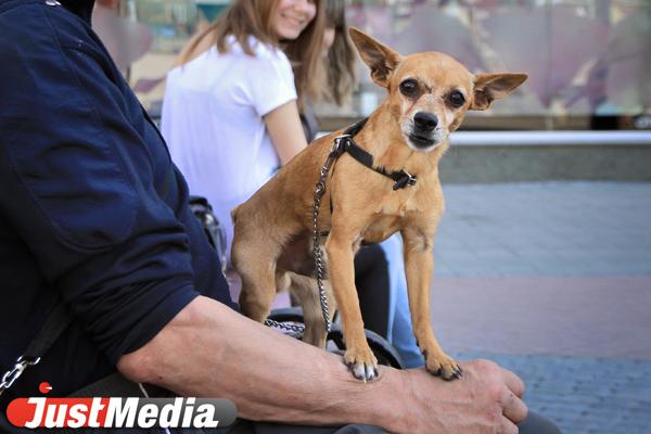В Екатеринбурге может появиться новый приют для бездомных животных - Фото 1