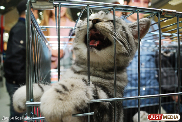 В Екатеринбурге с начала года отловили 454 животных без владельцев - Фото 1