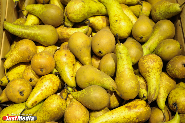 Новый сорт сладкой груши «Радужная» вывели в Свердловской области - Фото 1