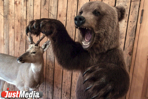 В Канаде медведь растерзал девушку на глазах ее коллег - Фото 1