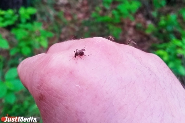 Комары-переносчики лихорадки Западного Нила появились в России  - Фото 1