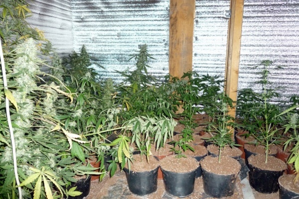 Директор строительной фирмы из Нижнего Тагила выращивал на грядках с овощами марихуану - Фото 1