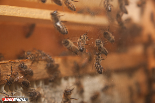 В Свердловской области массово погибли пчелы  - Фото 1