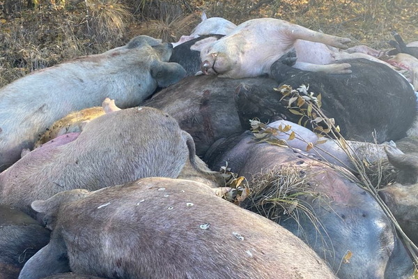 Африканскую чуму свиней в Свердловскую область занесли военные - Фото 1