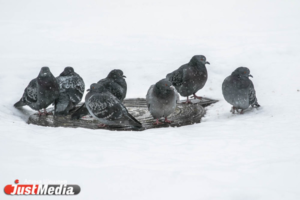 Уральцев ждет аномально морозная зима - Фото 1