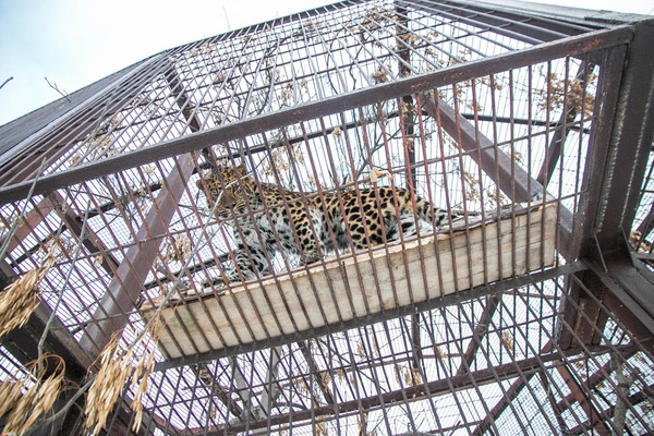 В Индии впервые был замечен «клубничный» леопард - Фото 1