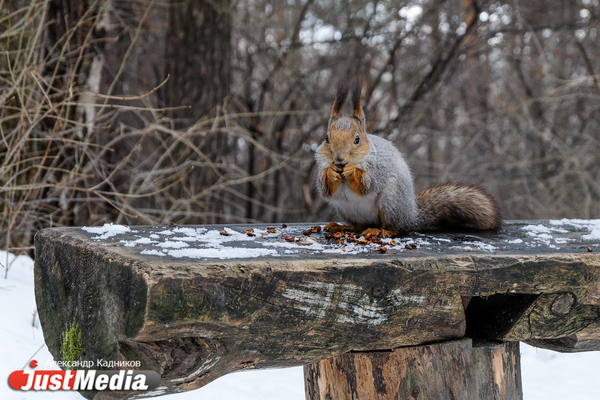 Стройка скандального «Баден-Баден» на Шарташе может обойтись в 1,5 миллиарда рублей - Фото 1