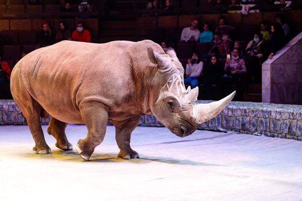 В екатеринбургский цирк вернулся носорог Мафуньян - Фото 1