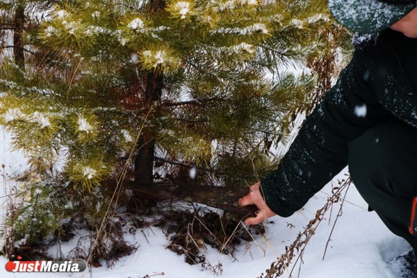 В Березовском лесничестве рассказали, как правильно срубить ёлку - Фото 1