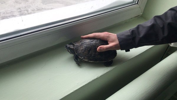 В Екатеринбурге в мусорном пакете нашли живую черепаху - Фото 1