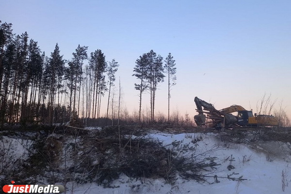 Владелец земельного участка в Академическом рассказал, для чего вырубил сосновый лес - Фото 1