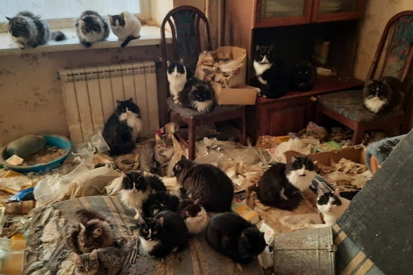 Екатеринбургские волонтеры рассказали, что стало со спасенными 55 кошками из квартиры на ВИЗе - Фото 1