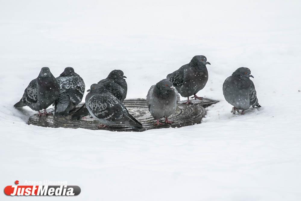 Жительница Березовского приспособила кормушку для птиц под закладки - Фото 1