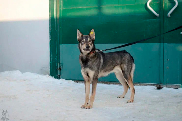 Муниципальный приют в Екатеринбурге переполнен животными