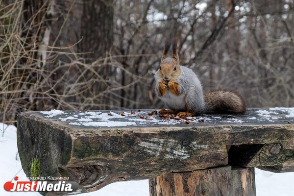 Нового директора Шарташского лесопарка выберут в правительстве Свердловской области - Фото 1