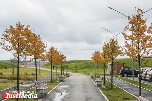 Осенью 2022 года в Екатеринбурге высадят почти три тысячи деревьев и кустарников - Фото 1