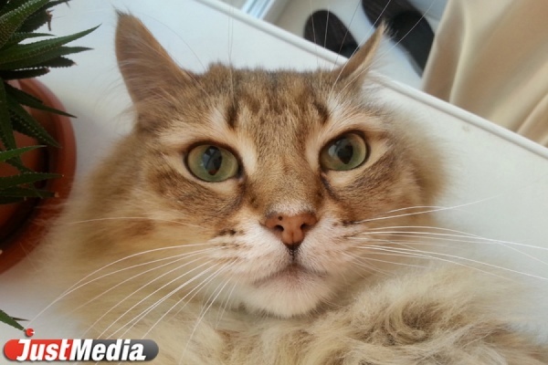 Екатеринбургские ветеринары: «С кормами для животных такая же ситуация, как с сахаром»