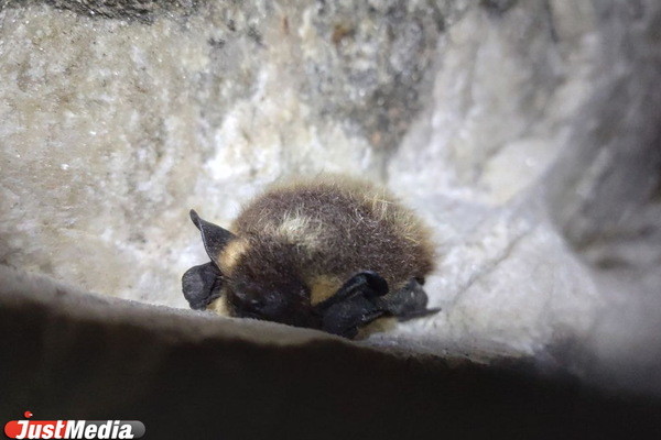 В Госдуме началось заседание комиссии по расследованию деятельности биолабораторий на Украине