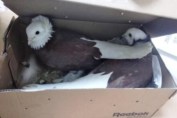 Сотрудники Россельхознадзора и Кольцово предотвратили ввоз двух голубей из Таджикистана - Фото 1