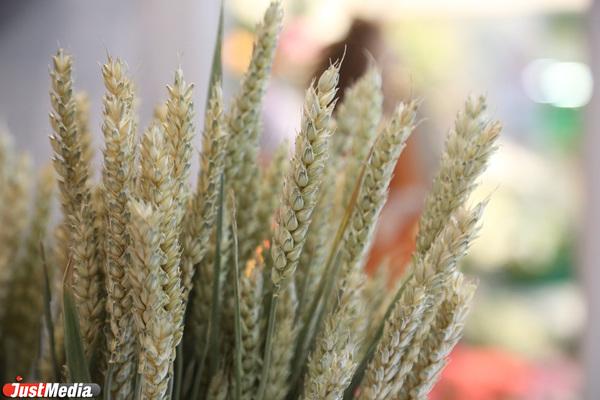 Многое будет зависеть от погоды. Регионы УрФО готовятся к посевной кампании - Фото 1